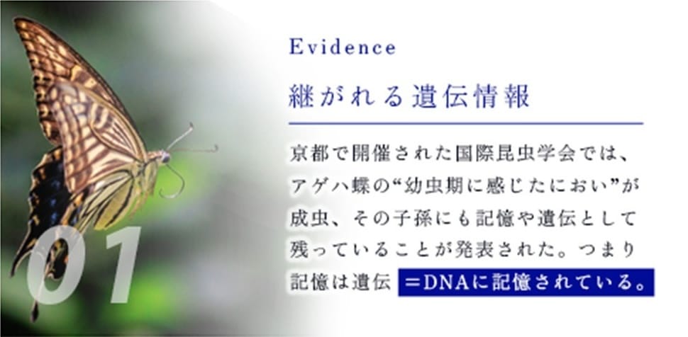 01 Evidence 継がれる遺伝情報 京都で開催された国際昆虫学会では、アゲハ蝶の“幼虫期に感じたにおい”が成虫になっても記憶として残っていることが発表された。つまり記憶は遺伝=DNAに記憶されている。
